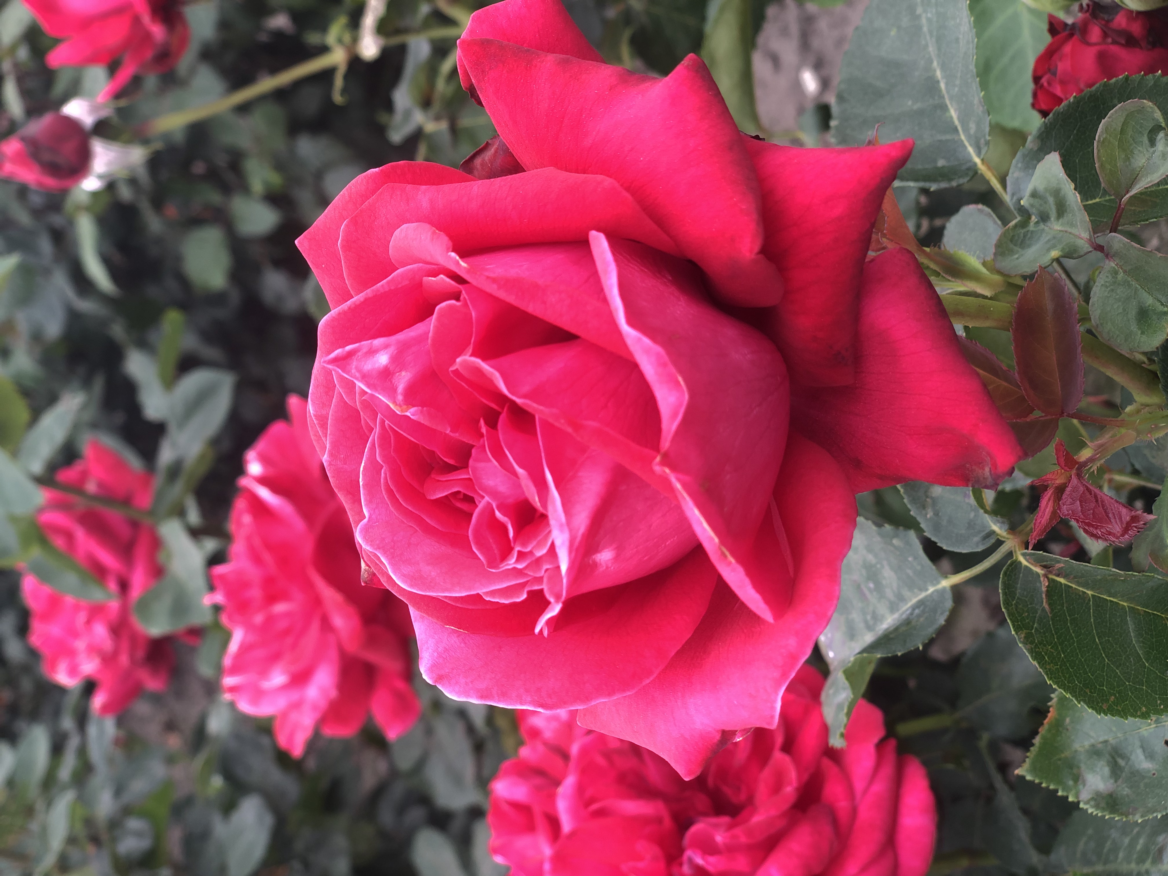 Rosa 'Dame de Coeur'